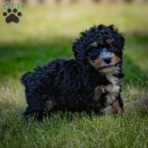 Marla, Mini Bernedoodle Puppy